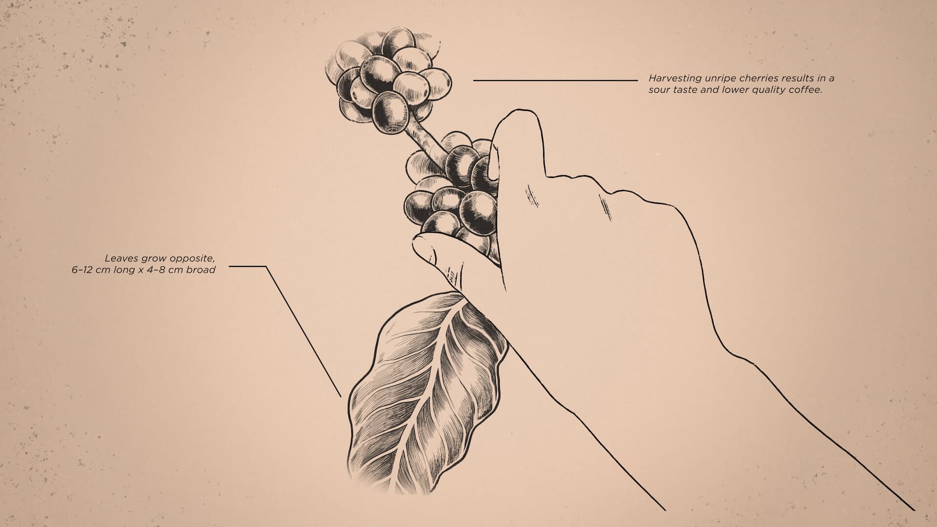 Animation frame from motion graphics piece Coffee Science for Onyx Coffee Lab