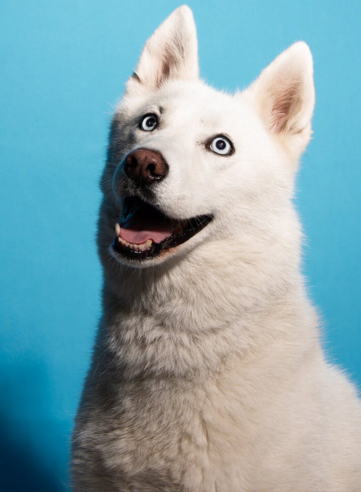 pixel bakery Fujifilm, Dog company headshot