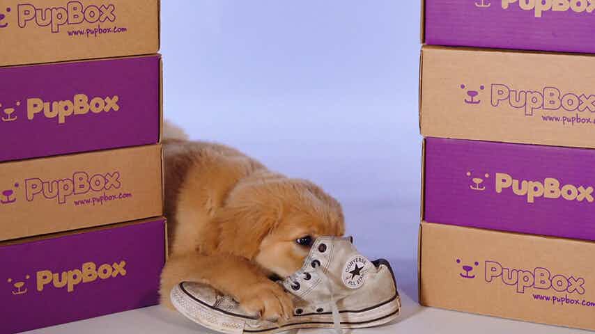 Pupbox Puppyhood Made Easy Motion Design